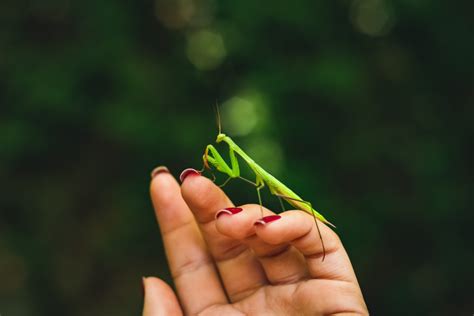 Mante Religieuse : signification spirituelle